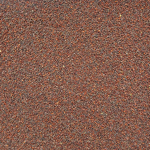 BROCCOLI SEEDS, sprouting